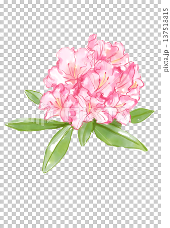 手繪水彩插畫，描繪了盛開的粉紅色杜鵑花。 137518815