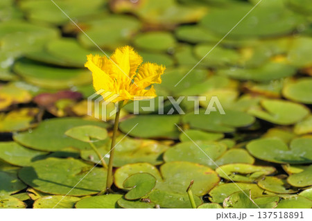 アサザの花 アサザの花 137518891