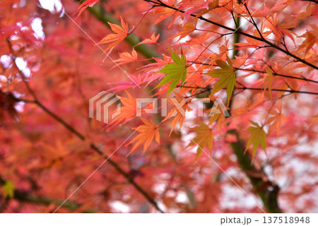 一面の紅葉の中でまだ青いモミジの葉 一面の紅葉の中でまだ青いモミジの葉 137518948