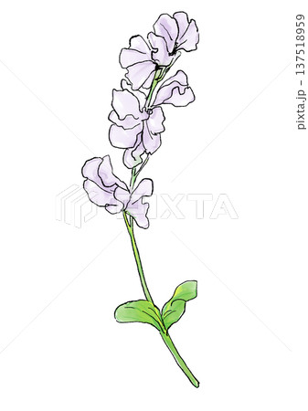 咲き誇る白いスイートピーの花の手描きの線画と水彩イラスト 咲き誇る白いスイートピーの花の手描きの線画と水彩イラスト 137518959