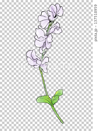 咲き誇る白いスイートピーの花の手描きの線画と水彩イラスト 咲き誇る白いスイートピーの花の手描きの線画と水彩イラスト 137518959