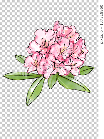 Hand drawn line and watercolor illustration of blooming pink rhododendron flowers 137518960