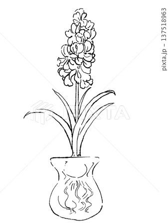 咲き誇る瓶に入った水耕栽培のヒヤシンスの花の手描きの線画イラスト 137518963