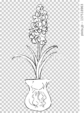 咲き誇る瓶に入った水耕栽培のヒヤシンスの花の手描きの線画イラスト 137518963