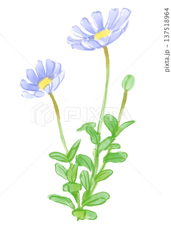 咲き誇るブルーデイジーの花の手描きの水彩イラスト 咲き誇るブルーデイジーの花の手描きの水彩イラスト 137518964