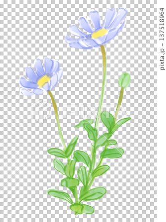 咲き誇るブルーデイジーの花の手描きの水彩イラスト 咲き誇るブルーデイジーの花の手描きの水彩イラスト 137518964