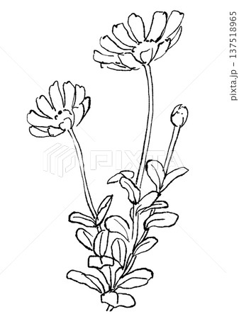 咲き誇るブルーデイジーの花の手描きの線画イラスト 咲き誇るブルーデイジーの花の手描きの線画イラスト 137518965