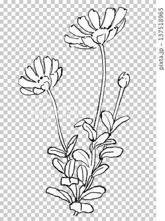 咲き誇るブルーデイジーの花の手描きの線画イラスト 咲き誇るブルーデイジーの花の手描きの線画イラスト 137518965