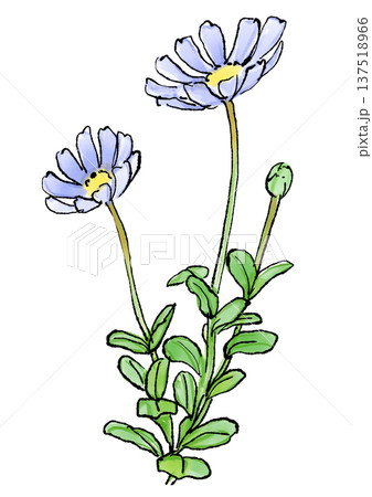 咲き誇るブルーデイジーの花の手描きの線画と水彩イラスト 咲き誇るブルーデイジーの花の手描きの線画と水彩イラスト 137518966