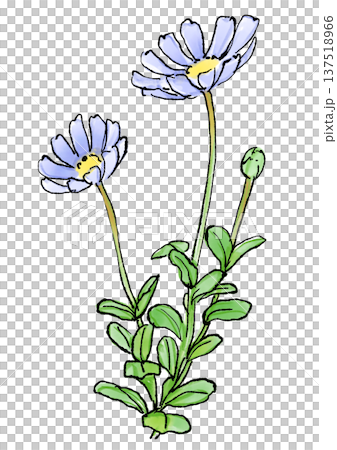 咲き誇るブルーデイジーの花の手描きの線画と水彩イラスト 咲き誇るブルーデイジーの花の手描きの線画と水彩イラスト 137518966
