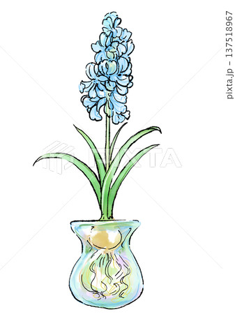 咲き誇る瓶に入った水耕栽培の水色のヒヤシンスの花の手描きの線画と水彩イラスト 咲き誇る瓶に入った水耕栽培の水色のヒヤシンスの花の手描きの線画と水彩イラスト 137518967