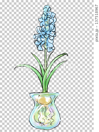 咲き誇る瓶に入った水耕栽培の水色のヒヤシンスの花の手描きの線画と水彩イラスト 咲き誇る瓶に入った水耕栽培の水色のヒヤシンスの花の手描きの線画と水彩イラスト 137518967