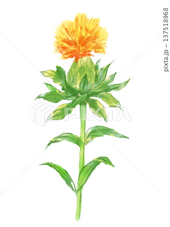 咲き誇るベニバナの花の手描きの水彩イラスト 咲き誇るベニバナの花の手描きの水彩イラスト 137518968