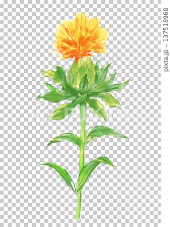 咲き誇るベニバナの花の手描きの水彩イラスト 咲き誇るベニバナの花の手描きの水彩イラスト 137518968