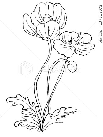 咲き誇るポピーの花の手描きの線画イラスト 咲き誇るポピーの花の手描きの線画イラスト 137518972