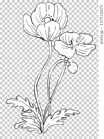 咲き誇るポピーの花の手描きの線画イラスト 咲き誇るポピーの花の手描きの線画イラスト 137518972