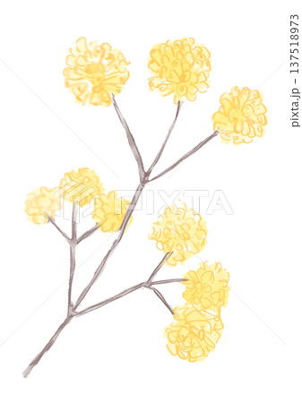 咲き誇るミツマタの花の手描きの水彩イラスト 137518973