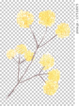 咲き誇るミツマタの花の手描きの水彩イラスト 137518973