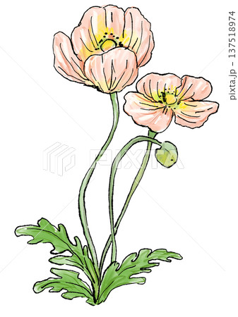 咲き誇る薄ピンクのポピーの花の手描きの線画と水彩イラスト 咲き誇る薄ピンクのポピーの花の手描きの線画と水彩イラスト 137518974