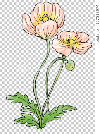 咲き誇る薄ピンクのポピーの花の手描きの線画と水彩イラスト 咲き誇る薄ピンクのポピーの花の手描きの線画と水彩イラスト 137518974