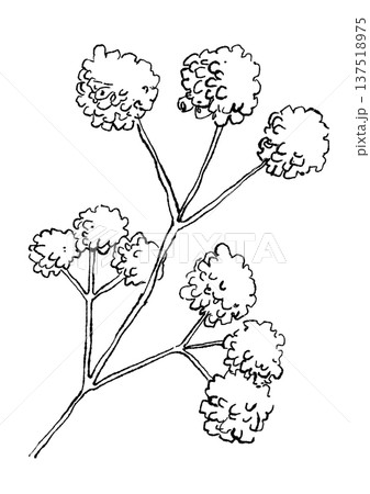 咲き誇るミツマタの花の手描きの線画イラスト 咲き誇るミツマタの花の手描きの線画イラスト 137518975