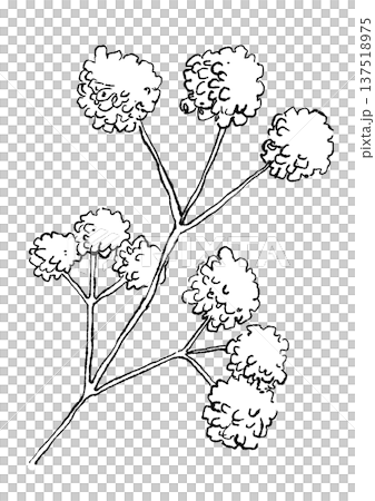 咲き誇るミツマタの花の手描きの線画イラスト 咲き誇るミツマタの花の手描きの線画イラスト 137518975