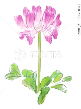 咲き誇るレンゲの花の手描きの水彩イラスト 137518977