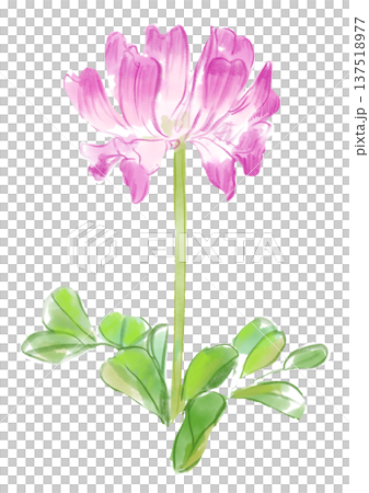 咲き誇るレンゲの花の手描きの水彩イラスト 137518977