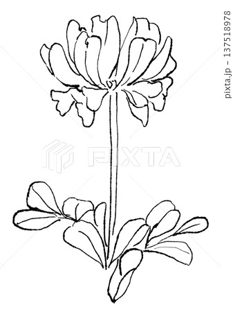 咲き誇るレンゲの花の手描きの線画イラスト 咲き誇るレンゲの花の手描きの線画イラスト 137518978