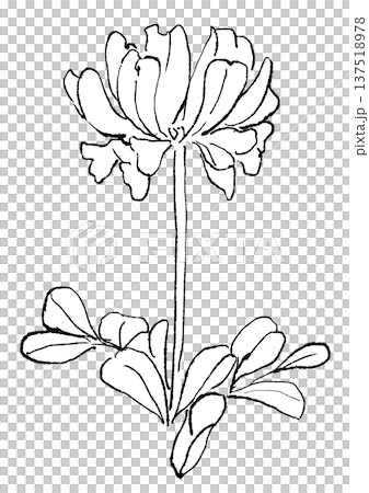 咲き誇るレンゲの花の手描きの線画イラスト 咲き誇るレンゲの花の手描きの線画イラスト 137518978