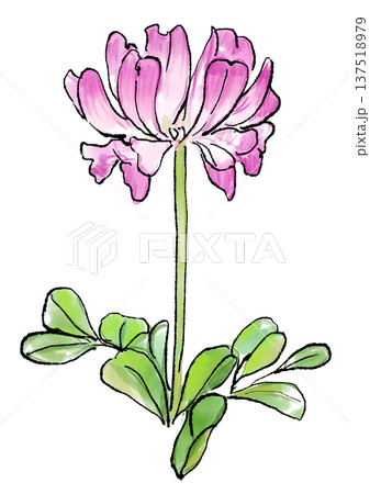 咲き誇るレンゲの花の手描きの線画と水彩イラスト 137518979