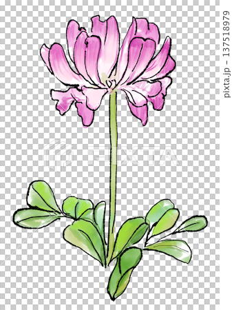 咲き誇るレンゲの花の手描きの線画と水彩イラスト 137518979