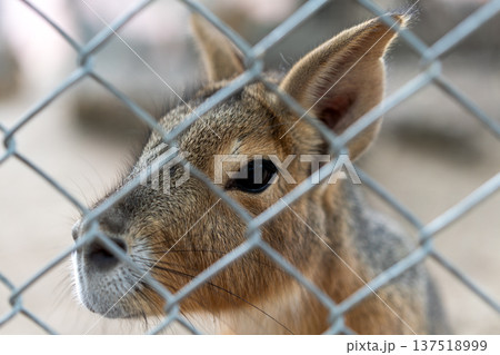Close-up portrait of a Patagonian mara behind a metal chain-link fence. Sad exotic rodent in captivity at a zoo. Sharp focus on the animal's face and eye through the wire mesh. Wildlife conservation. 137518999