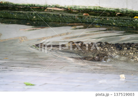 Large saltwater crocodile swimming through shallow water in a tiled enclosure at a reptile park. The dangerous predator is partially submerged with its eye and scaly back visible above the surface. 137519003
