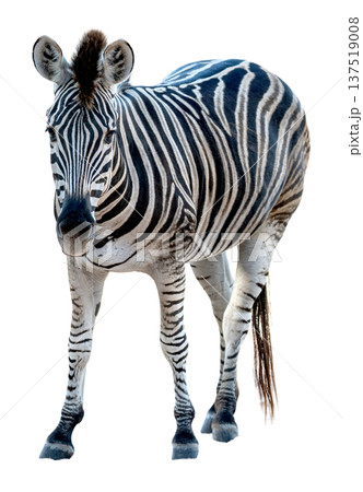 Professional full body shot of a common zebra isolated on a solid white background. The African mammal features distinctive black and white stripes and looks toward the camera. High quality cut out. 137519008