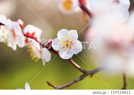 春かおる　初春の梅の花 137519021