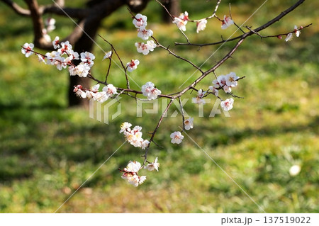 春かおる 初春の梅の花 春かおる 初春の梅の花 137519022