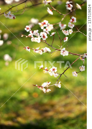 春かおる 初春の梅の花 春かおる 初春の梅の花 137519024