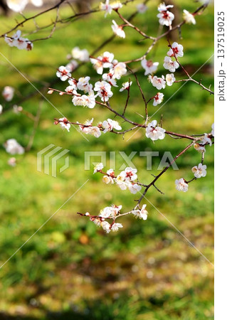 春かおる 初春の梅の花 春かおる 初春の梅の花 137519025