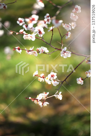春かおる 初春の梅の花 春かおる 初春の梅の花 137519026