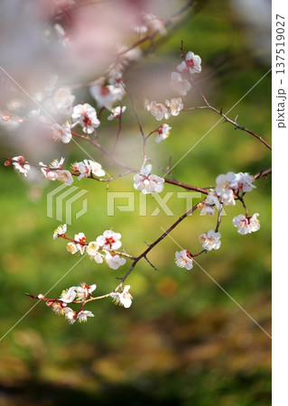 春かおる　初春の梅の花 137519027