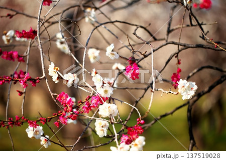 春かおる 初春の梅の花 春かおる 初春の梅の花 137519028