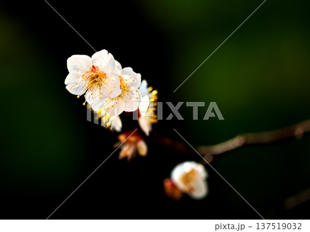 春かおる 初春の梅の花 春かおる 初春の梅の花 137519032