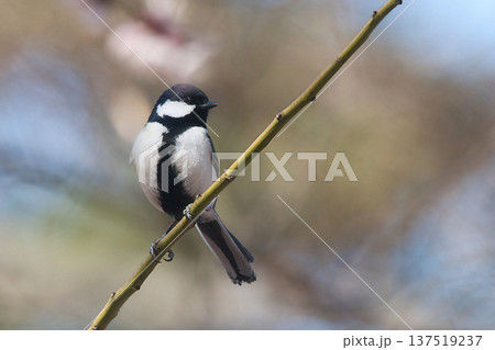 枝に止まるシジュウカラ 枝に止まるシジュウカラ 137519237