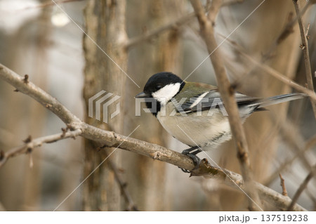 枝に止まるシジュウカラ 137519238