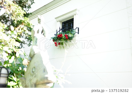 白い壁と赤い薔薇 白い壁と赤い薔薇 137519282