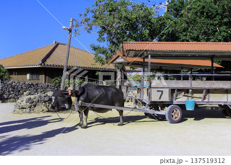 竹富島の水牛車 137519312