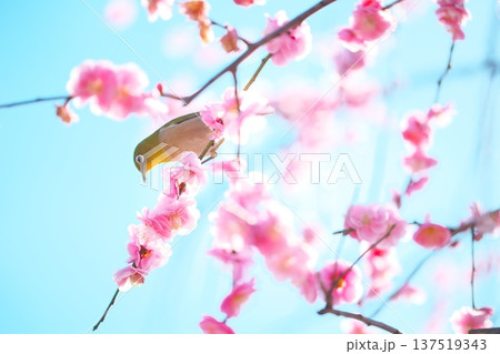 梅かおる　春の青空とメジロのさえずり 137519343