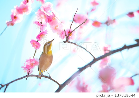 梅かおる　春の青空とメジロのさえずり 137519344