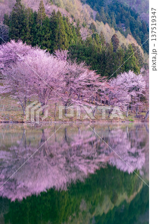 中綱湖のオオヤマザクラ 137519347